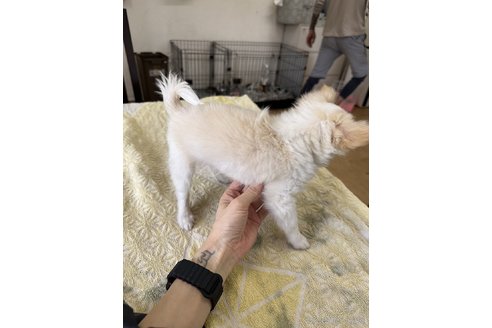 成約済の千葉県のチワワ(ロングコート)-315669の20枚目