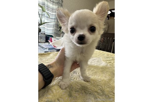 成約済の千葉県のチワワ(ロングコート)-315669の18枚目