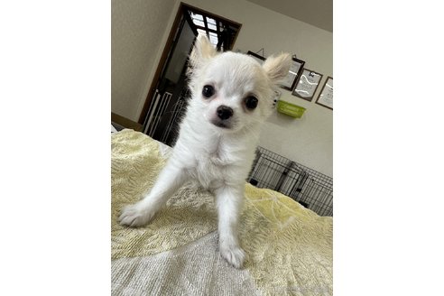 成約済の千葉県のチワワ(ロングコート)-315669の16枚目