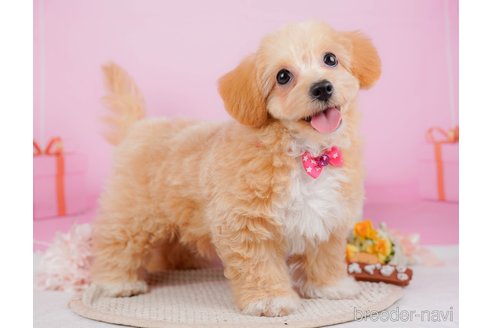 成約済の神奈川県のチワプー:チワワ×トイプードル-315670の22枚目