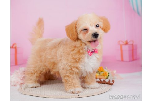 成約済の神奈川県のチワプー:チワワ×トイプードル-315670の20枚目