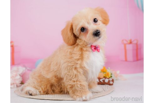 成約済の神奈川県のチワプー:チワワ×トイプードル-315670の19枚目