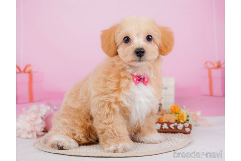 成約済の神奈川県のチワプー:チワワ×トイプードル-315670の18枚目