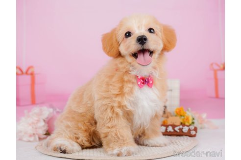 成約済の神奈川県のチワプー:チワワ×トイプードル-315670の17枚目