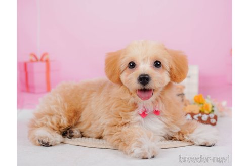 成約済の神奈川県のチワプー:チワワ×トイプードル-315670の16枚目