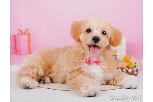 成約済の神奈川県のチワプー:チワワ×トイプードル-315670の15枚目