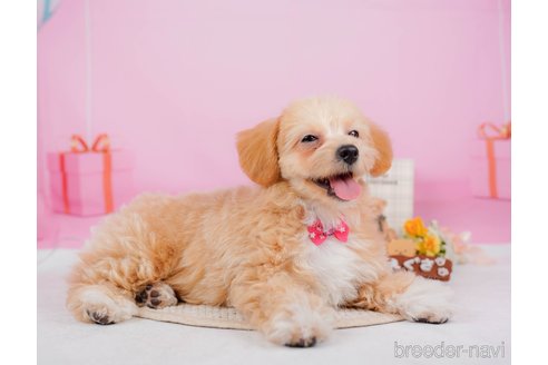 成約済の神奈川県のチワプー:チワワ×トイプードル-315670の14枚目