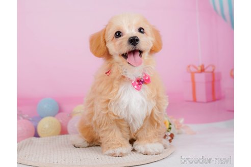 成約済の神奈川県のチワプー:チワワ×トイプードル-315670の13枚目