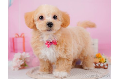 成約済の神奈川県のチワプー:チワワ×トイプードル-315670の12枚目