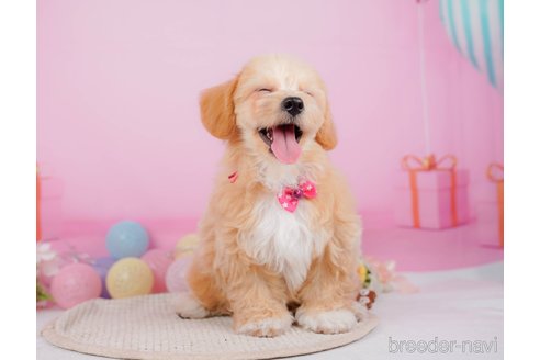 成約済の神奈川県のチワプー:チワワ×トイプードル-315670の8枚目