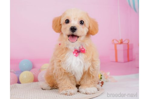 成約済の神奈川県のチワプー:チワワ×トイプードル-315670の11枚目