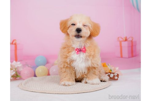 成約済の神奈川県のチワプー:チワワ×トイプードル-315670の10枚目