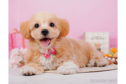 成約済の神奈川県のチワプー:チワワ×トイプードル-315670の9枚目