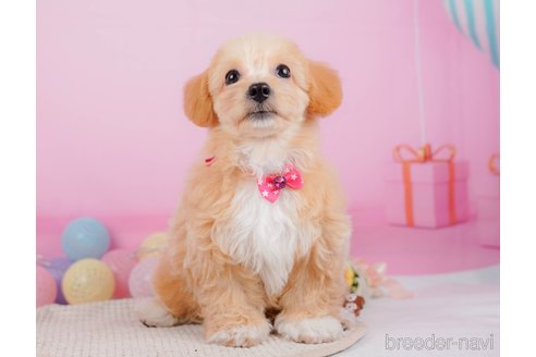 成約済の神奈川県のチワプー:チワワ×トイプードル-315670の7枚目