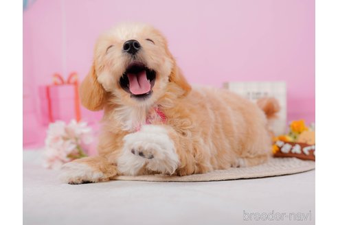 成約済の神奈川県のチワプー:チワワ×トイプードル-315670の6枚目