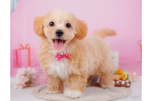 成約済の神奈川県のチワプー:チワワ×トイプードル-315670の5枚目