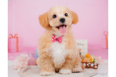 成約済の神奈川県のチワプー:チワワ×トイプードル-315670