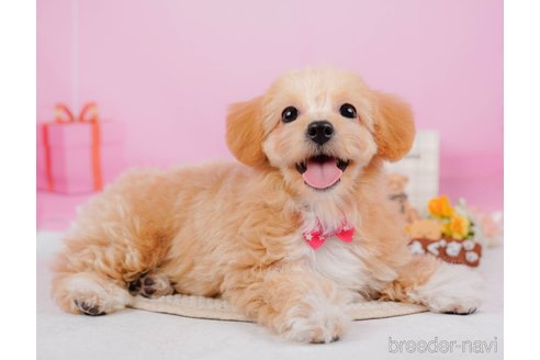 成約済の神奈川県のチワプー:チワワ×トイプードル-315670の4枚目