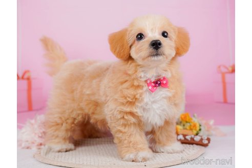 成約済の神奈川県のチワプー:チワワ×トイプードル-315670の2枚目