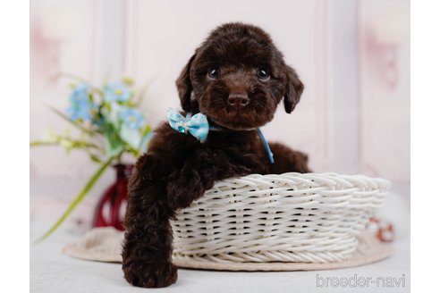 成約済の神奈川県のトイプードル-315672の7枚目