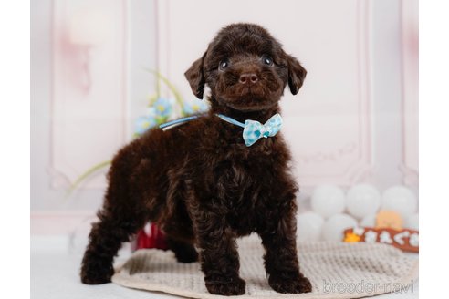 成約済の神奈川県のトイプードル-315672の9枚目