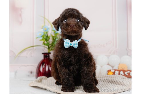 成約済の神奈川県のトイプードル-315672の1枚目