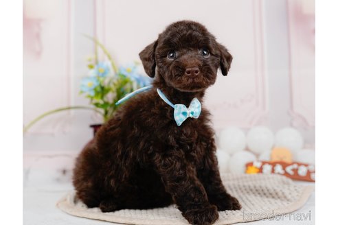 成約済の神奈川県のトイプードル-315672の3枚目