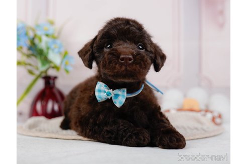 成約済の神奈川県のトイプードル-315672の4枚目