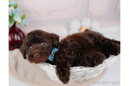 成約済の神奈川県のトイプードル-315672の5枚目