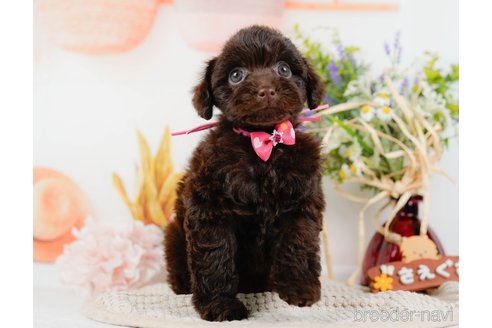 成約済の神奈川県のトイプードル-315675の19枚目