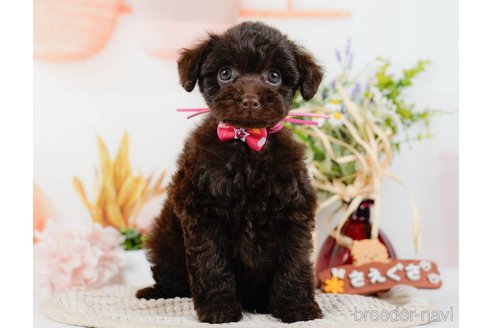 成約済の神奈川県のトイプードル-315675の20枚目