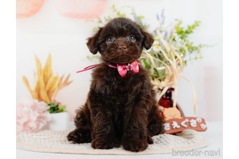 成約済の神奈川県のトイプードル-315675の18枚目