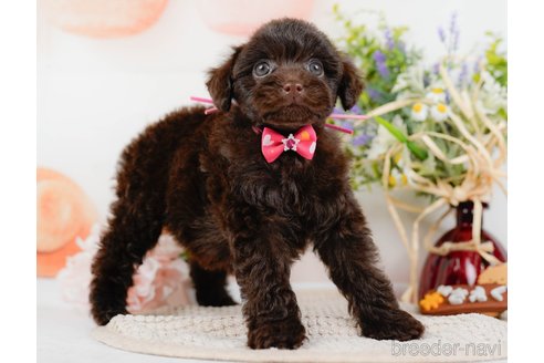 成約済の神奈川県のトイプードル-315675の17枚目