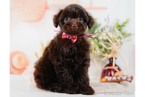 成約済の神奈川県のトイプードル-315675の16枚目