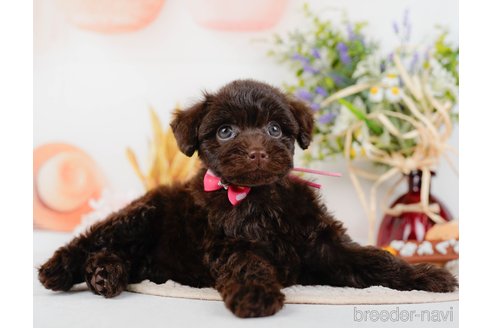 成約済の神奈川県のトイプードル-315675の15枚目