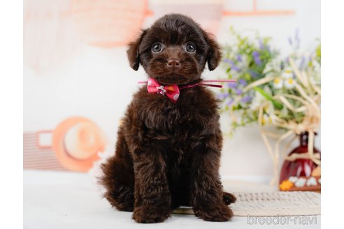 成約済の神奈川県のトイプードル-315675の14枚目