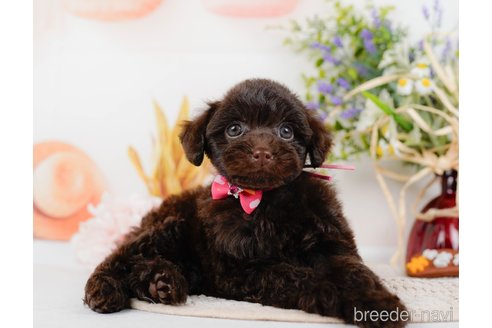 成約済の神奈川県のトイプードル-315675の13枚目