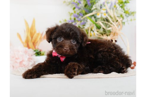 成約済の神奈川県のトイプードル-315675の12枚目