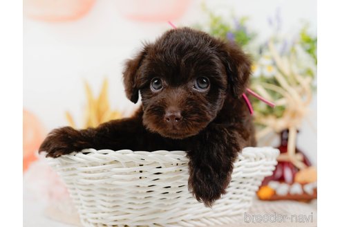 成約済の神奈川県のトイプードル-315675の11枚目