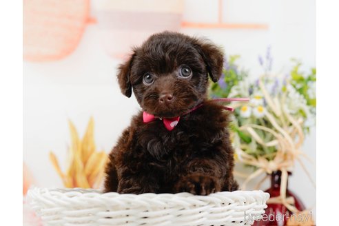 成約済の神奈川県のトイプードル-315675の8枚目