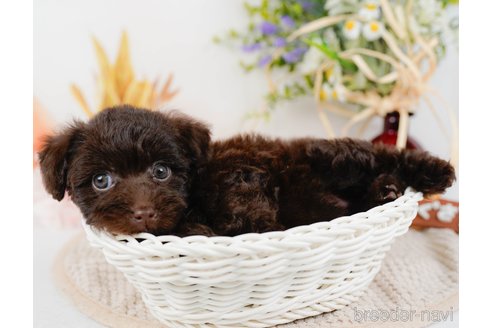 成約済の神奈川県のトイプードル-315675の10枚目