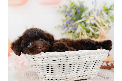 成約済の神奈川県のトイプードル-315675の9枚目