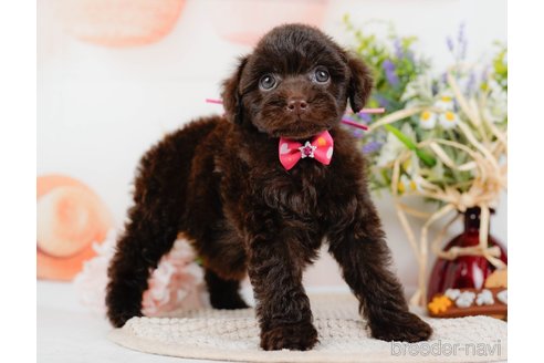 成約済の神奈川県のトイプードル-315675の7枚目