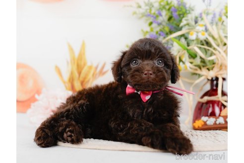 成約済の神奈川県のトイプードル-315675の6枚目