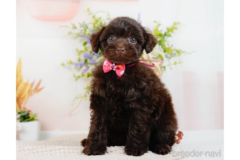 成約済の神奈川県のトイプードル-315675の5枚目