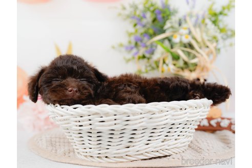 成約済の神奈川県のトイプードル-315675の4枚目