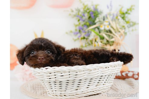 成約済の神奈川県のトイプードル-315675の3枚目