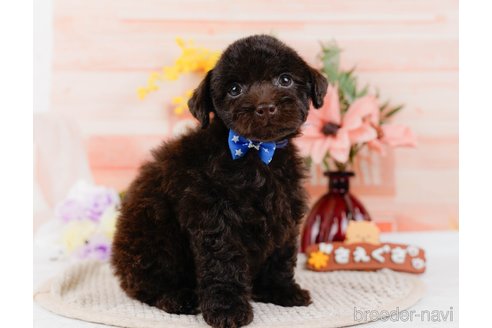 成約済の神奈川県のトイプードル-315676の11枚目