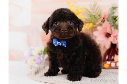 成約済の神奈川県のトイプードル-315676の12枚目