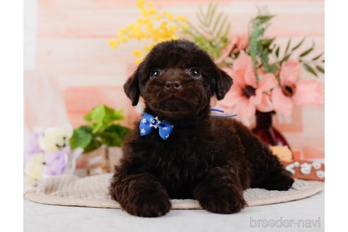 成約済の神奈川県のトイプードル-315676の13枚目